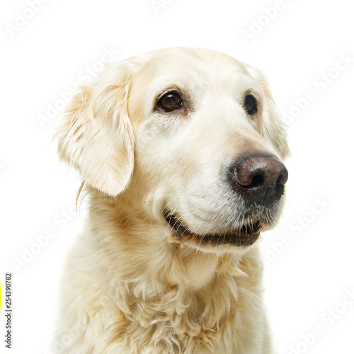 beautiful adult golden retriver dog on white background