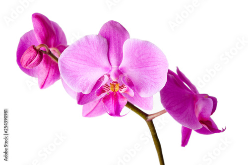 Fototapeta Naklejka Na Ścianę i Meble -  Beautiful purple orchid (Orchidaceae) isolated on white background