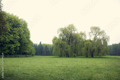 willow tree in a meadow