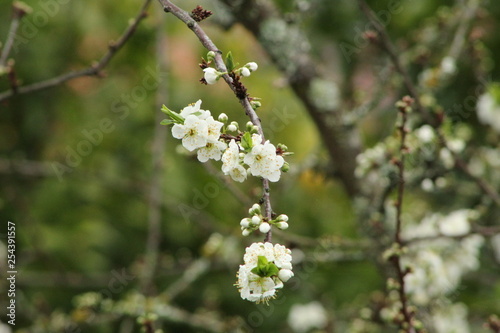 Flores de cerezo blanco © Ugaitz