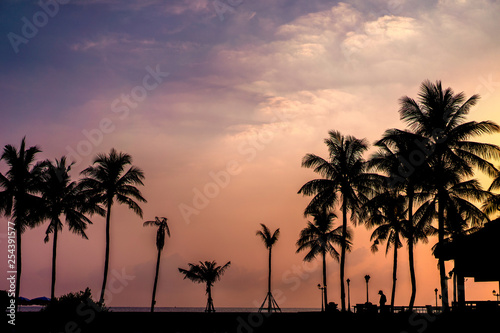 beach tree in the morning of the sun by the sea