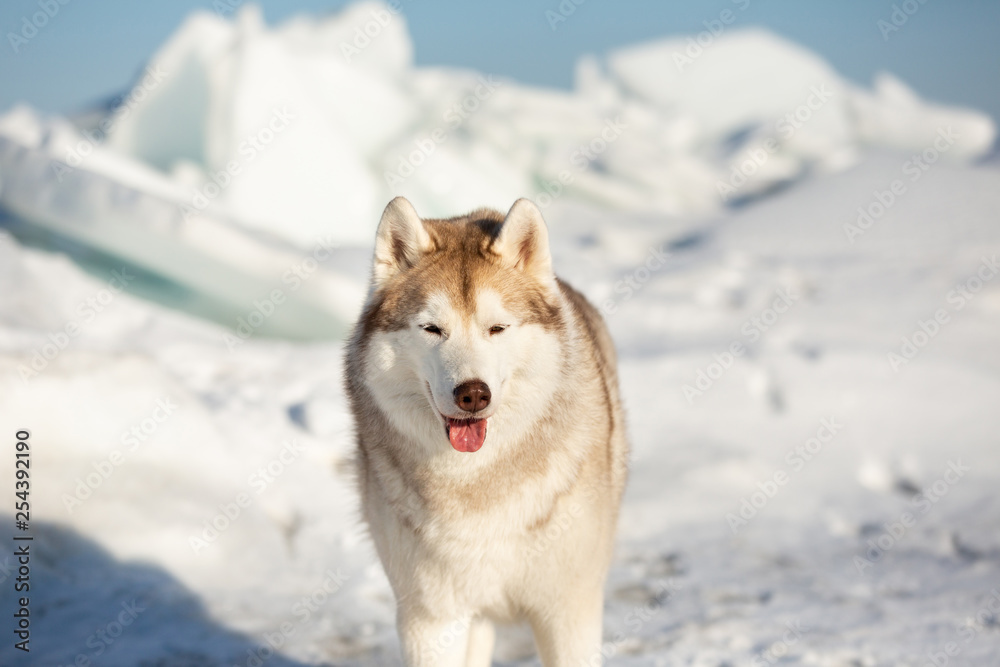 Beautiful Siberian husky dog standing on ice floe on the frozen Okhotsk sea background