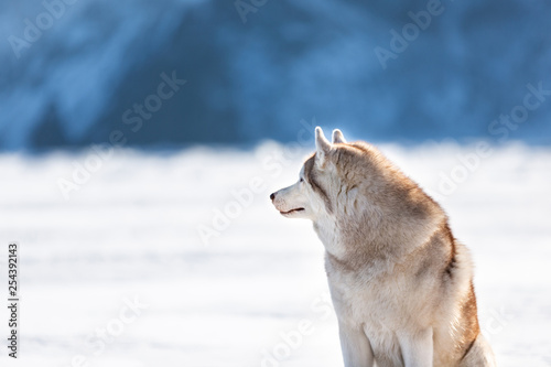 Beautiful Siberian husky dog sitting on ice floe on the frozen Okhotsk sea and snow capped peak s background