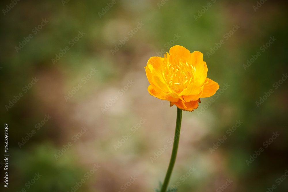 Flower Chinese globe flower close-up. Orange flowers Trollius or globeflower Herbal collections of globeflower (Trollius) for cosmetics, cosmetology, medical purposes. Summer garden. Flower Chinese globe flower close-up. Orange flowers Trollius or globeflower Herbal collections of globeflower (Trollius) for cosmetics, cosmetology, medical purposes. Summer garden.