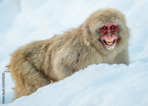 Bild auf Leinwand Japanese macaque on the snow