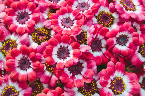 Pink and white cineraria flowers blooming in a pot forming a full frame background