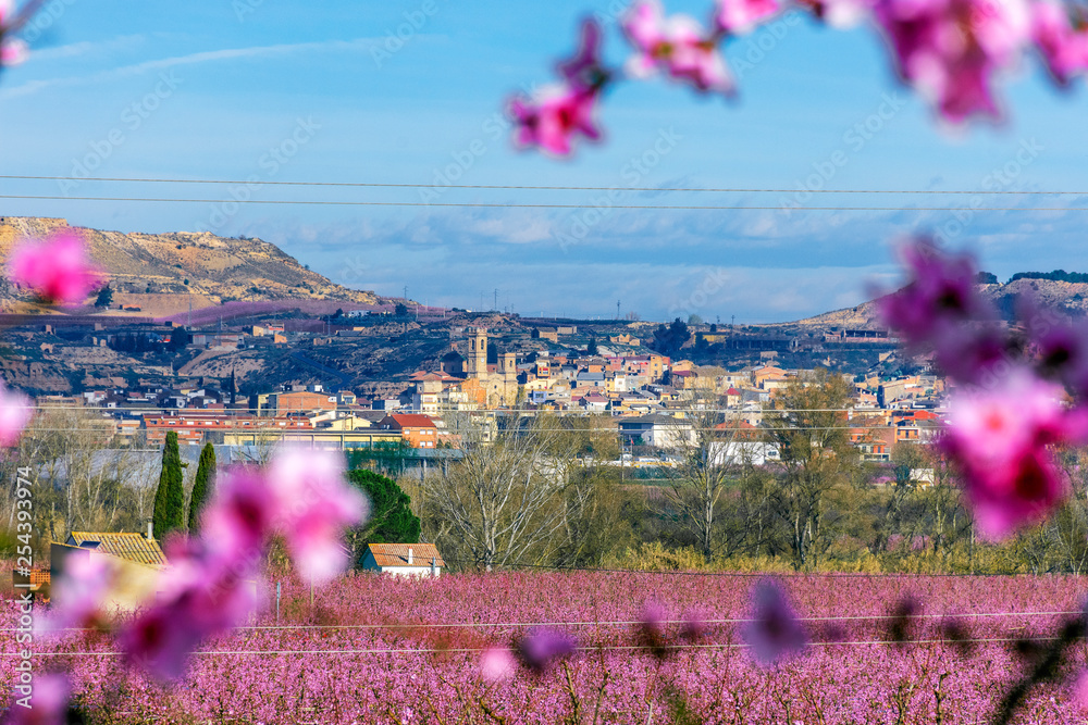 Φωτογραφία Branch of peach tree with beautiful pink flowers and buds on foreground and a view of Aitona on background