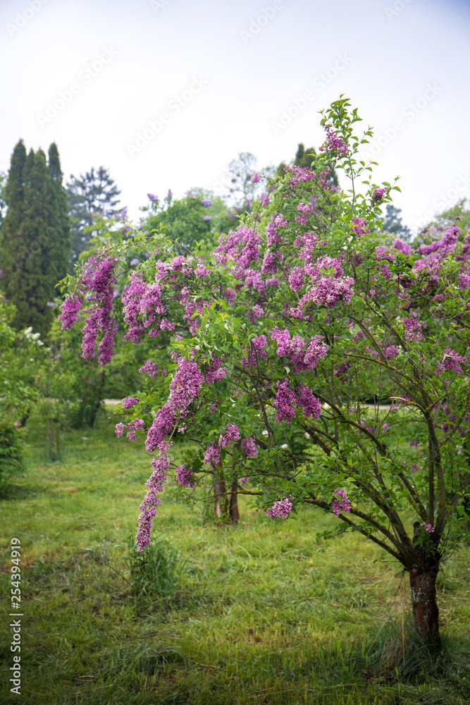 lilac on the lawn lilac on the lawn