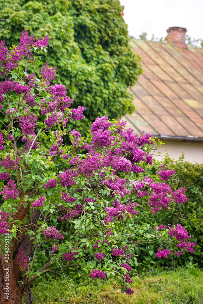 lilac bush near the old house