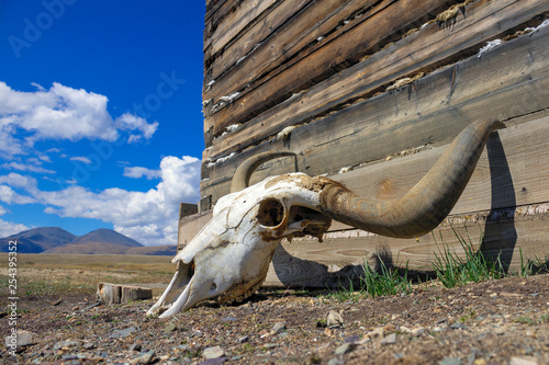 cow skull with horns