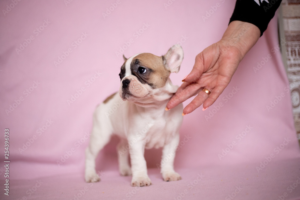 Beautiful French Bulldog Puppies Beautiful French Bulldog Puppies