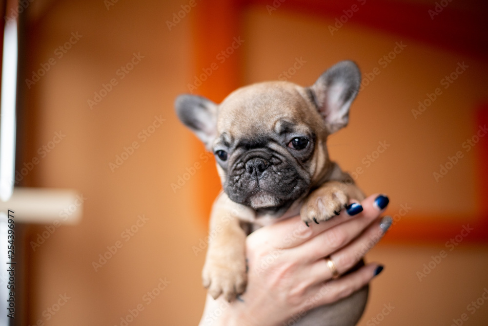 Beautiful French Bulldog Puppies