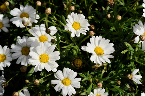 Daisy Flowers