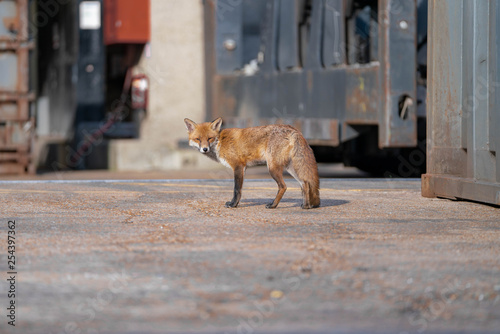 red fox on the road in the city