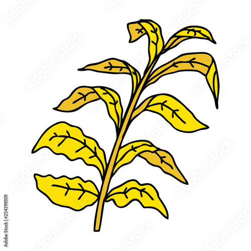 quirky hand drawn cartoon corn leaves