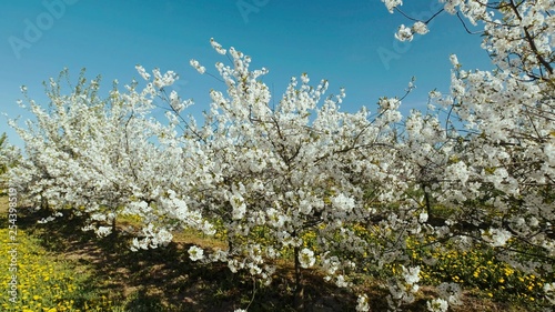 Beautiful Blooming Orchard.