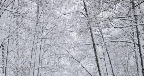 Wallpaper Mural Beautiful Winter Snowy Deciduous Forest During Snowy Snowstorm Day Torontodigital.ca