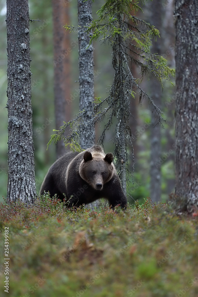 Fototapeta premium Brown bear walking at nigh in the forest