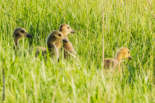 Εκτύπωση καμβά Gaggle of Goslings