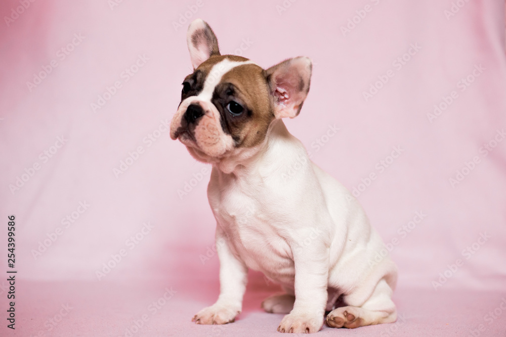 Beautiful French Bulldog Puppies