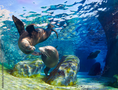 Photography Kissing Sea Lions