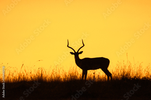 Impala silhouette at sunrise in Maasai Mara