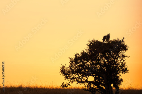 Wallpaper Mural Secretary bird on tree top at sunrise, Maasai Mara Torontodigital.ca