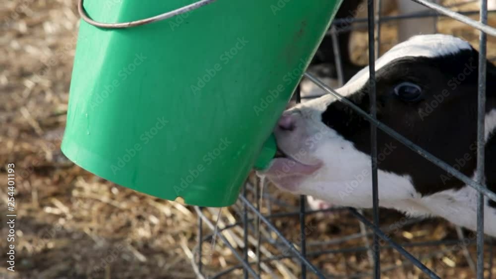 custom made wallpaper toronto digitalTernera joven bebiendo agua en una jaula