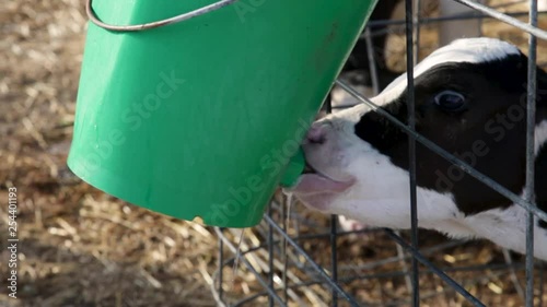 Wallpaper Mural Ternera joven bebiendo agua en una jaula Torontodigital.ca