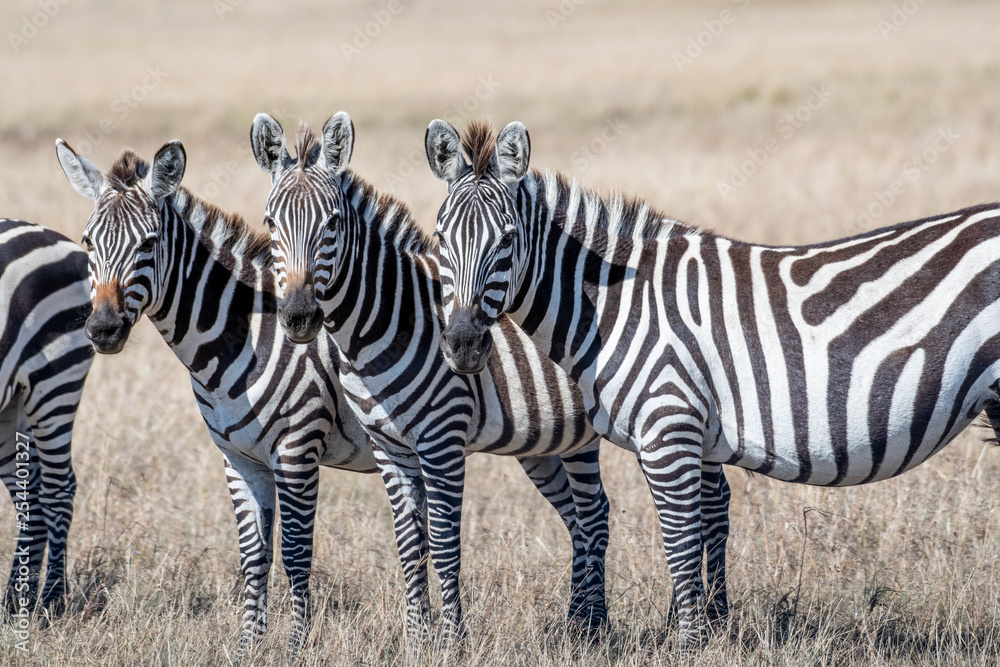Obraz premium Group of zebras standing in order and feeding grasses in Maasai Mara