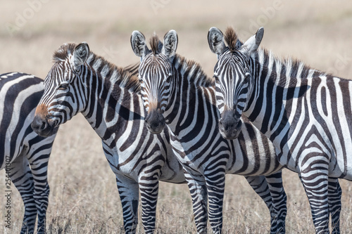 Group of zebras standing in order and feeding grasses in Maasai Mara