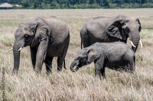 African elephant family feeding dry grass in Maasai Mara
