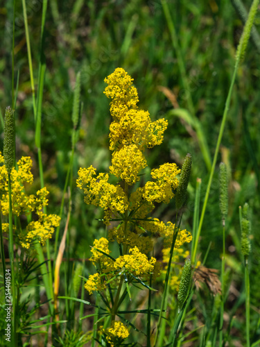 Yellow Bedstraw or Galium verum flowers close-up, selective focus, shallow DOF