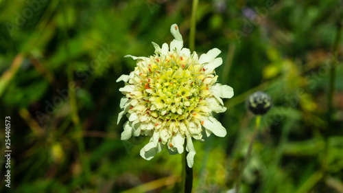 Wallpaper Mural Cream Pincushions or Scabious, Scabiosa Ochroleuca, flower close-up, selective focus, shallow DOF Torontodigital.ca