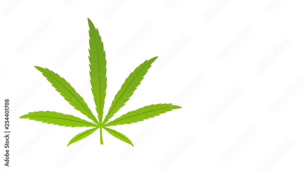 medical cannabis cbd oil with natural label illustrated animation medical cannabis cbd oil with natural label illustrated animation