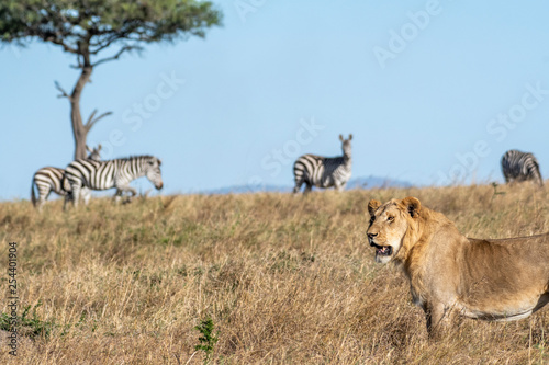 Zebras standing little far from lion in Maasai Mara