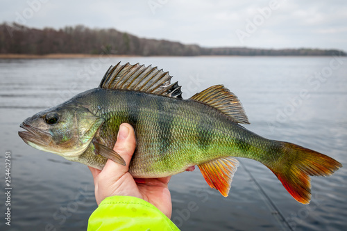 February perch fishing in the lake