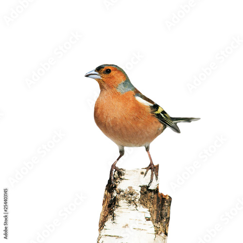 portrait of a small songbird Finch stands on a birch tree on a white isolated background