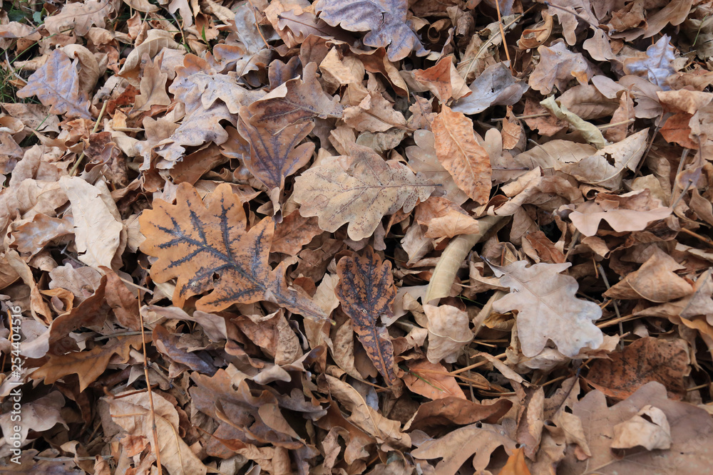 autumn oak leaves
