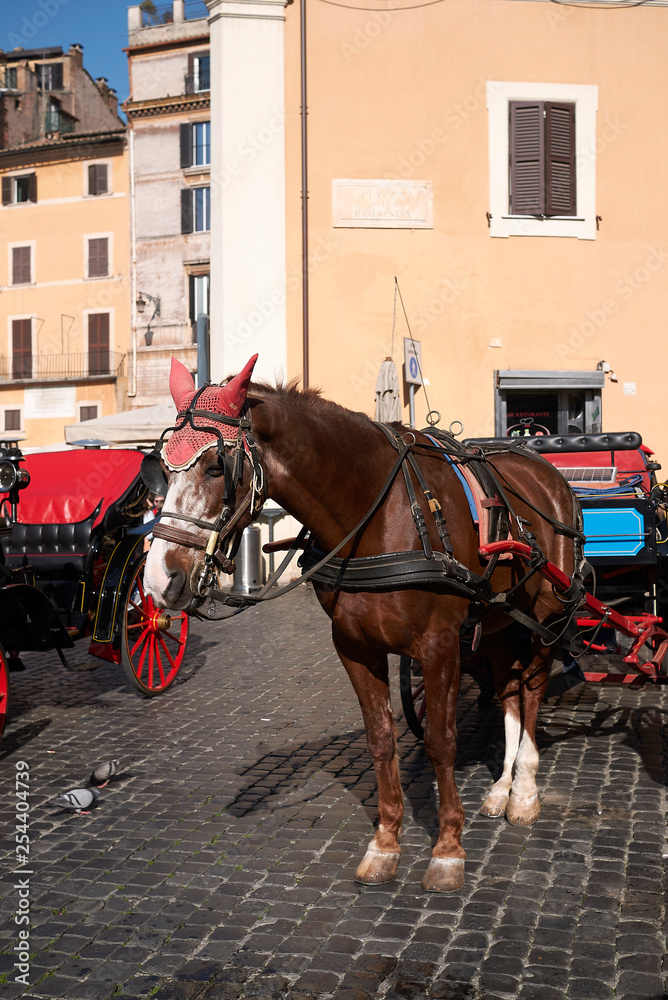 Roma, Italy - February 09, 2019 : horses carriage in Pantheon square