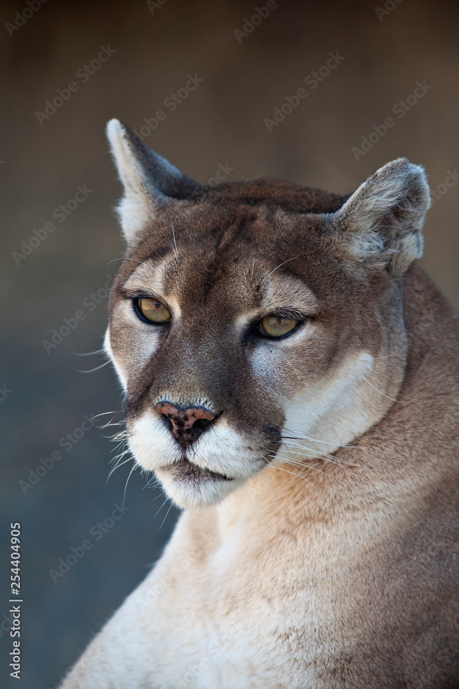 Naklejka premium Mountain Lion Closeup Portrait