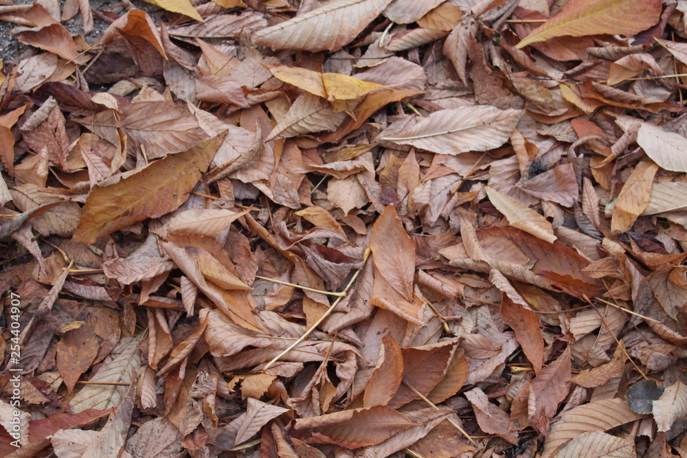 hojas caídas