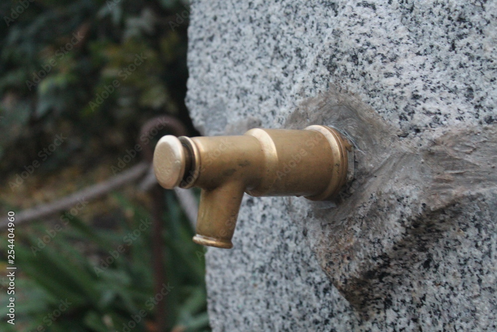 Fototapeta premium Grifo