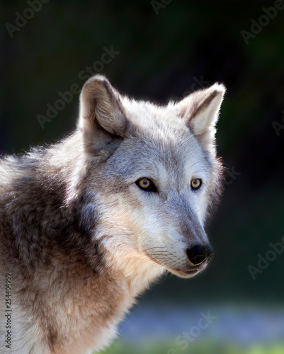 Closeup portrait of a Wolf