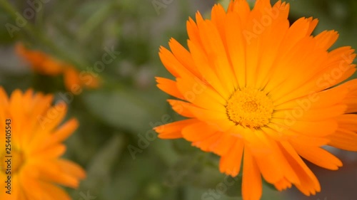 Orange English Marigold (Calendula) flower at the Mughal Garden Rastrapati Bhawan New Delhi. Mughal Garden opens in the month of February and March and is famous for different varieties of Tulips. photo