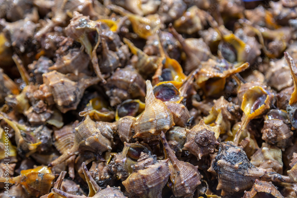 Conch whelks at seafood market. Closeup Conch whelks at seafood market. Closeup