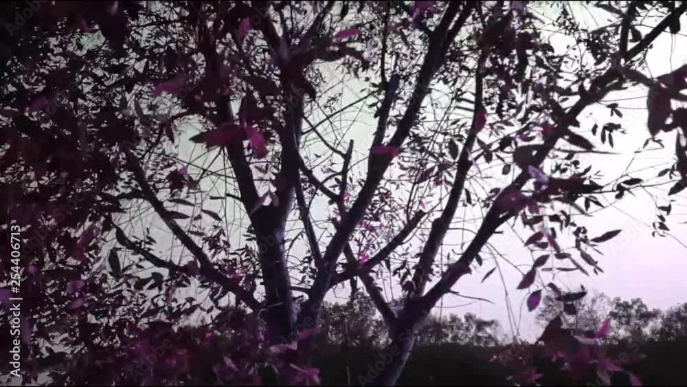 blurred slow motion Wind blowing leaves sway . Customize colors dark tone blurred slow motion Wind blowing leaves sway . Customize colors dark tone
