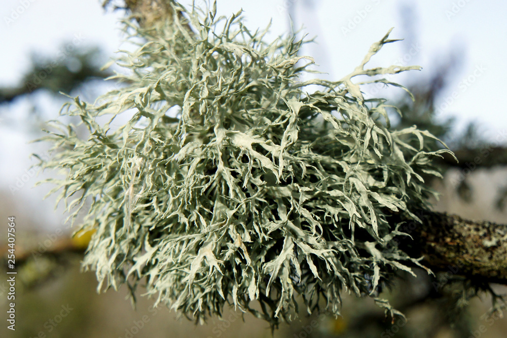 Lichens on the branches of trees. Close-up. Lichens on the branches of trees. Close-up.