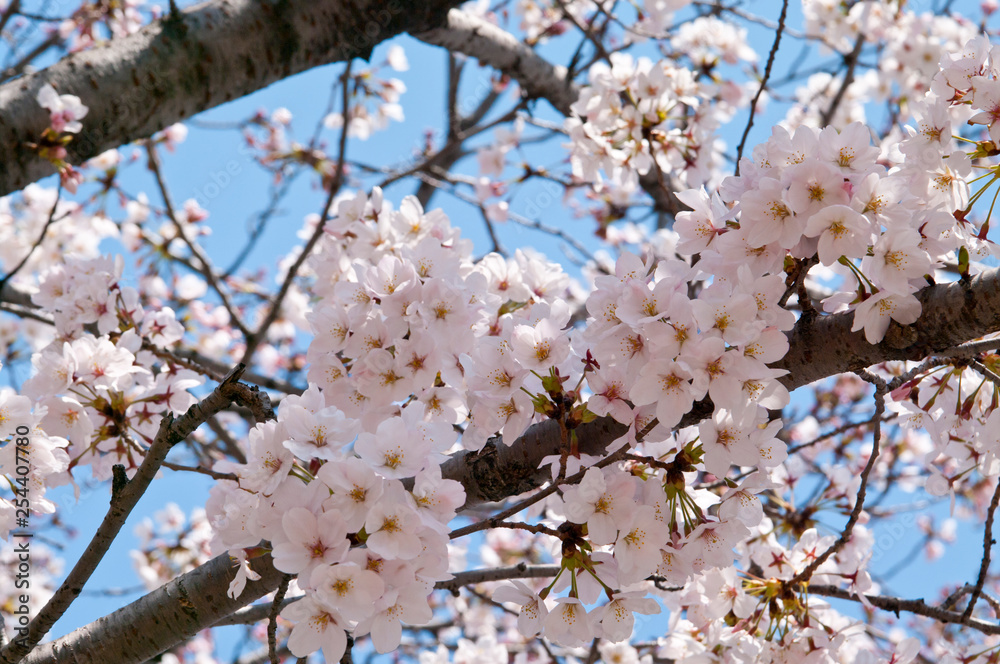 Scientific name is Cerasus ×yedoensis (Matsum.) Masam. & Suzuki ‘Somei-yoshino. Scientific name is Cerasus ×yedoensis (Matsum.) Masam. & Suzuki ‘Somei-yoshino.