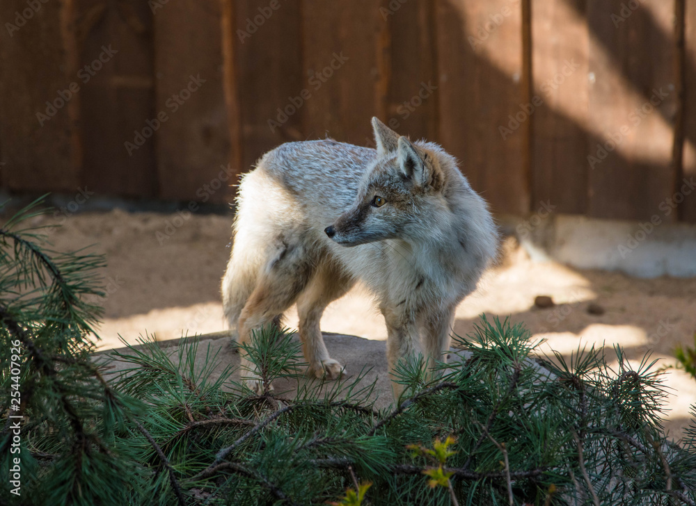 Obraz premium Fox looking around